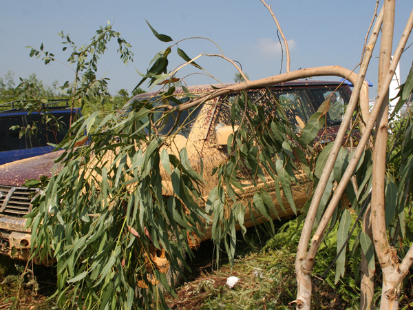 Cây xanh bị tàn phá làm cọc cho đường đua và để che nắng cho ô tô và khán giả