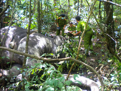 Cơ quan điều tra tiếp cận xác 2 con voi rừng bị bắn