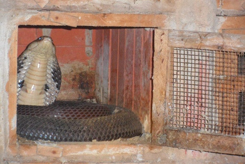 1 con rắn hổ mang phì đang ở tư thế tấn công