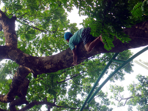 Quả sấu thường mọc nhiều ở tận ngọn cây