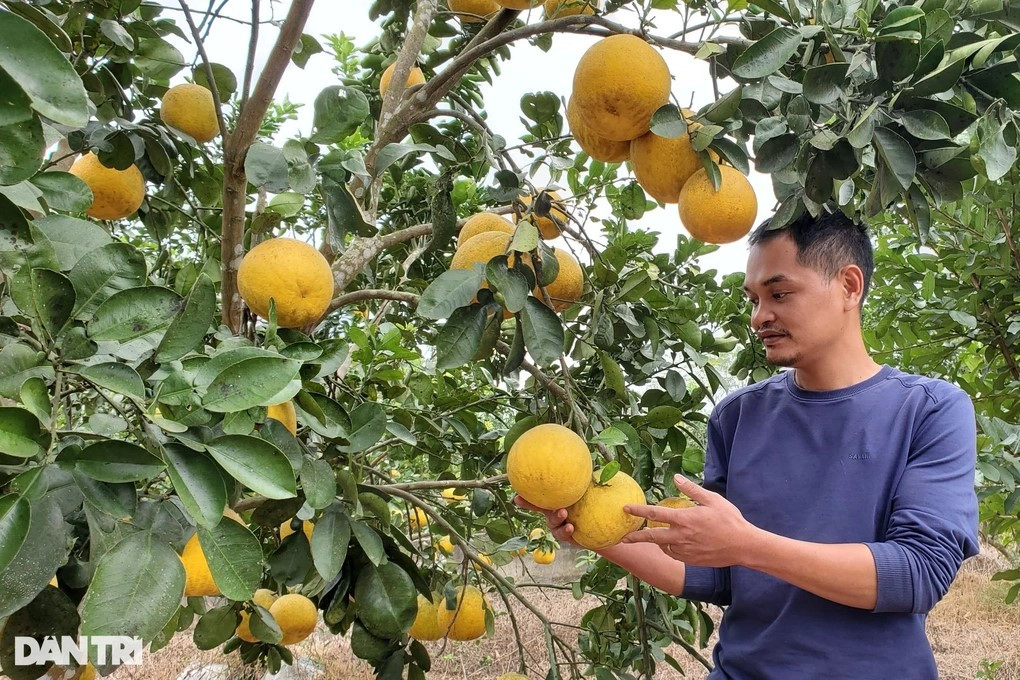 Nhờ chăm sóc đúng kỹ thuật, bưởi Diễn của gia đình anh Tân quả to, chín đều (Ảnh: Hạnh Linh). Nhờ chăm sóc đúng kỹ thuật, bưởi Diễn của gia đình anh Tân quả to, chín đều (Ảnh: Hạnh Linh).