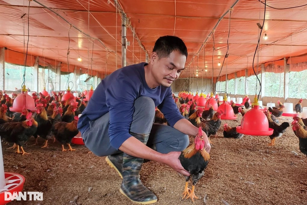 Anh Tân vui mừng khi đàn gà lớn nhanh, ít bệnh, kịp bán vào dịp Tết Nguyên đán Giáp Thìn năm 2024 (Ảnh: Hạnh Linh). Anh Tân vui mừng khi đàn gà lớn nhanh, ít bệnh, kịp bán vào dịp Tết Nguyên đán Giáp Thìn năm 2024 (Ảnh: Hạnh Linh).