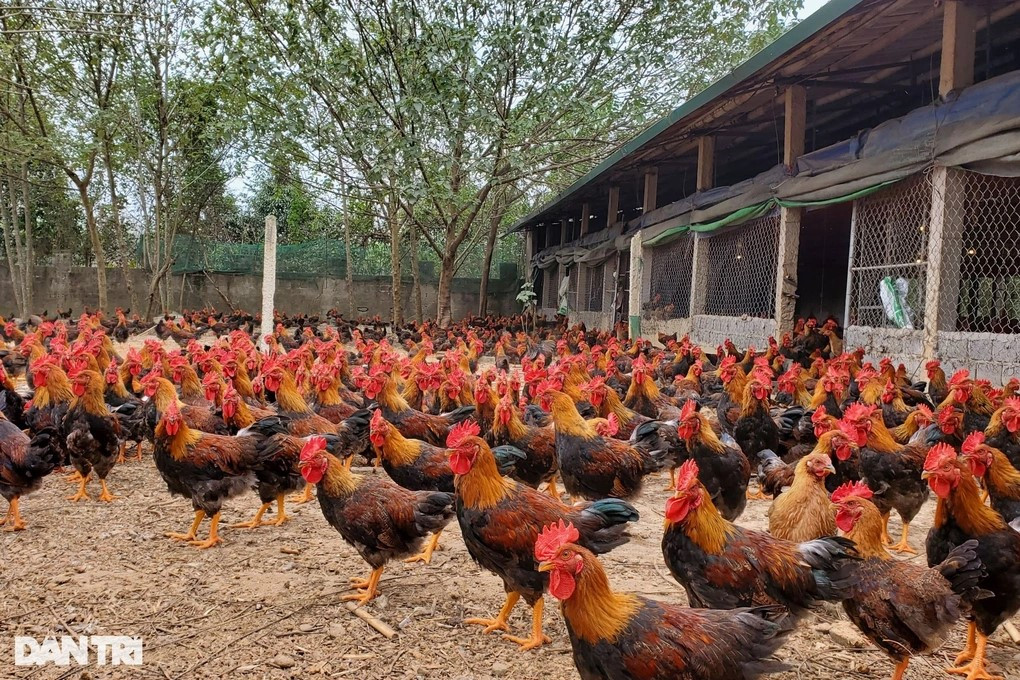 Loại gà Chíp Tàu của anh Tân được thị trường ưa chuộng (Ảnh: Hạnh Linh). Loại gà Chíp Tàu của anh Tân được thị trường ưa chuộng (Ảnh: Hạnh Linh).