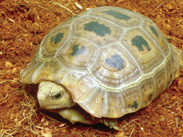 Rùa núi vàng. Rùa núi vàng