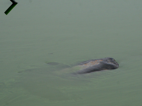 Mặt hồ có một lớp váng xanh ngắt