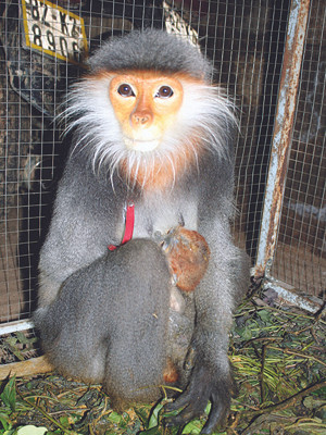 Chà vá chân nâu bị thương ở tay vì mắc bẫy. ảnh: Lương Văn Hiến 