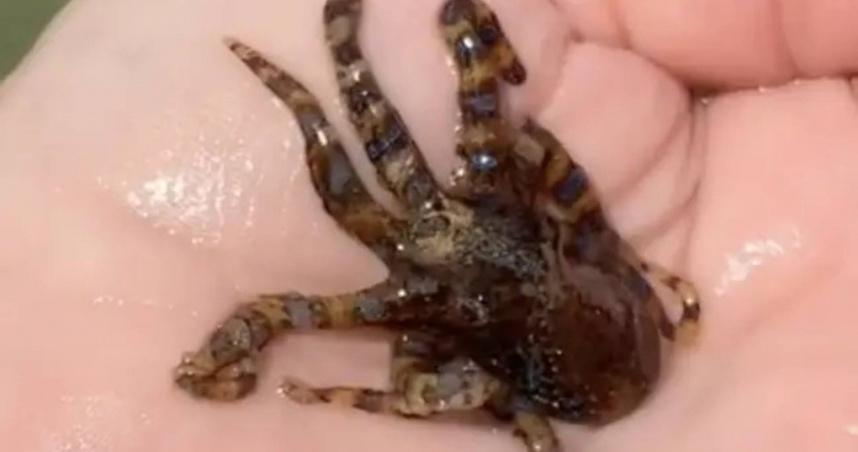 Hình ảnh mà Katapillah đăng tải. Hình ảnh mà Katapillah đăng tải.