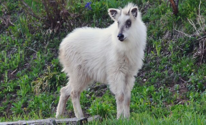 Con linh dương trắng được xem như thần thú nhờ bộ lông nổi bật, khác biệt. Con linh dương trắng được xem như thần thú nhờ bộ lông nổi bật, khác biệt.