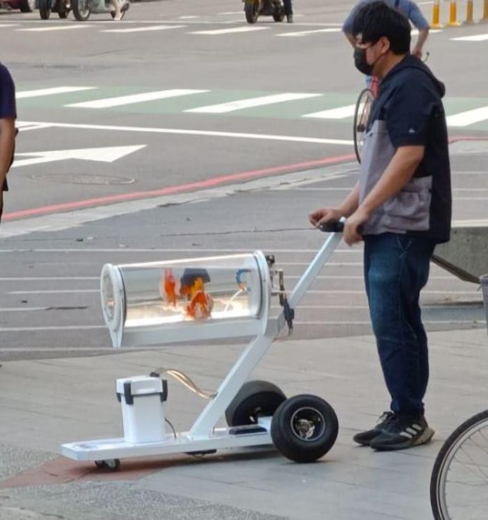 Cảnh tượng dắt cá vàng đi dạo khiến nhiều người không khỏi ngẩn ngơ, thích thú.