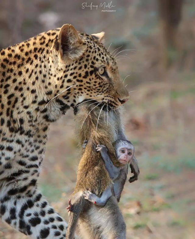 Hình ảnh khỉ con ngây thơ, đu bám xác mẹ để cuối cùng bị báo hoa mai giết chết khiến nhiều người thương cảm, xót xa.