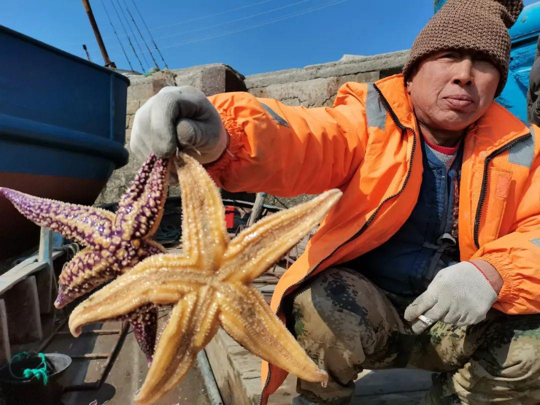 Ông Triệu cho biết, những con sao biển này khiến người nuôi ngao thiệt hại nặng nề. Ông Triệu cho biết, những con sao biển này khiến người nuôi ngao thiệt hại nặng nề.