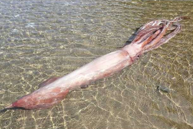 Mực vua khổng lồ còn sống dạt vào bờ biển gây xôn xao dư luận. Mực vua khổng lồ còn sống dạt vào bờ biển gây xôn xao dư luận.