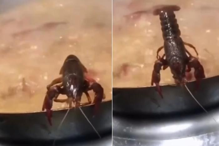 Hình ảnh con tôm hùm đất cố gắng giãy dụa cầu sinh, mong thoát khỏi số phận làm thức ăn. Hình ảnh con tôm hùm đất cố gắng giãy dụa cầu sinh, mong thoát khỏi số phận làm thức ăn.