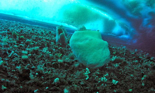 5 sinh vật cao tuổi nhất trên Trái Đất khiến giới khoa học mê mải ảnh 1