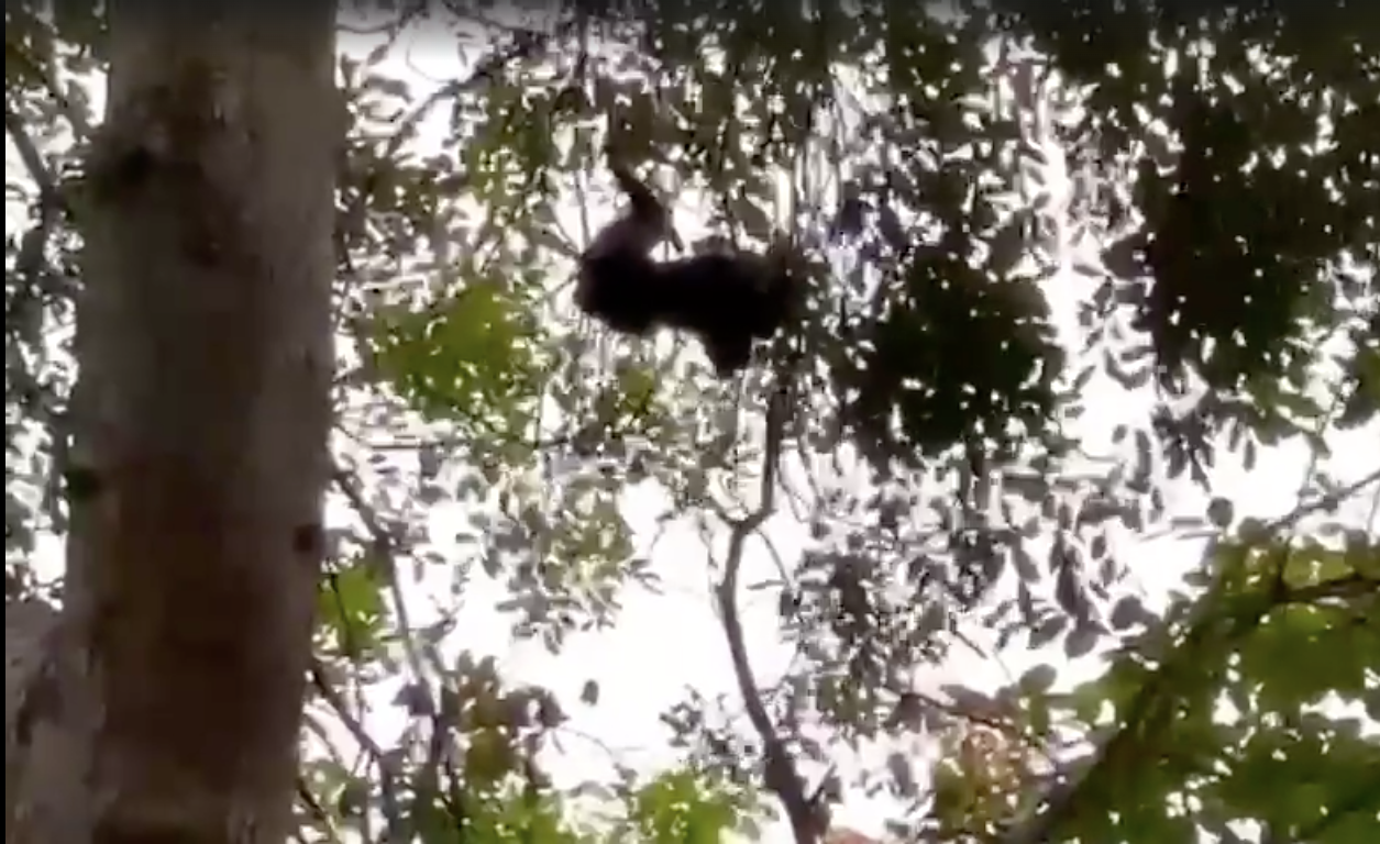 Con khỉ leo trên cây tại khu vực Trung tâm quản lý các di tích lịch sử, dịch vụ văn hoá huyện Bình Chánh.