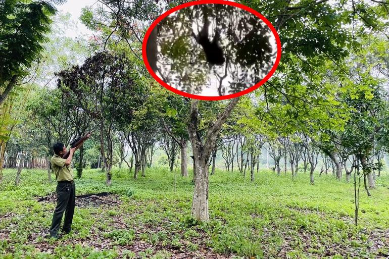 Cán bộ kiểm lâm dùng súng chuyên dụng bắn gây mê con khỉ đuôi lợn (ảnh nhỏ).