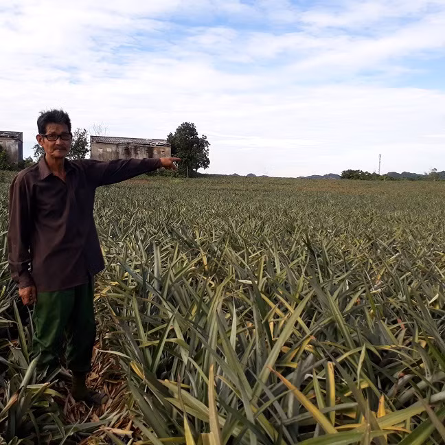 Dứa 2.000 đồng/kg không có người mua ảnh 1