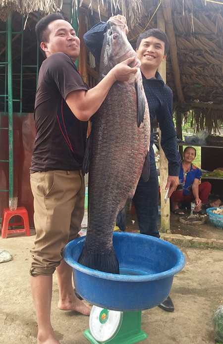 Cá trắm nặng 33 kg mắc lưới ngư dân Thanh Hoá ảnh 1
