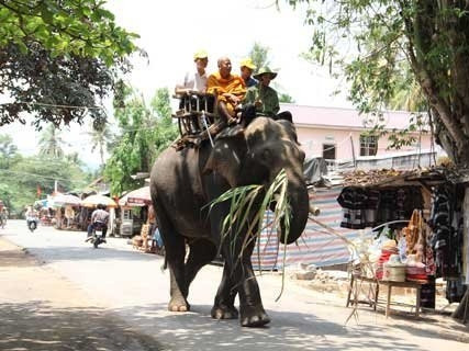 Mùa cao điểm, voi bận cõng khách du lịch đến không có thời gian ăn uống
