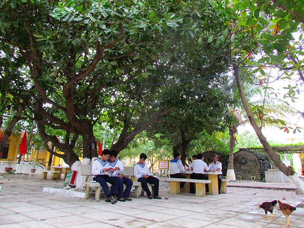 Cây mù u xòe tán rộng tại Công viên Thanh niên trên đảo Sơn Ca