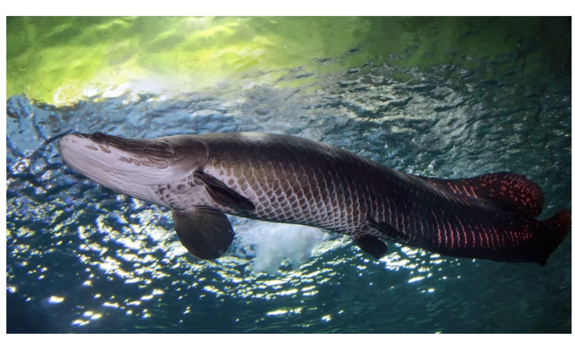 Cá arapaima là một trong những loài cá khổng lồ trên thế giới.