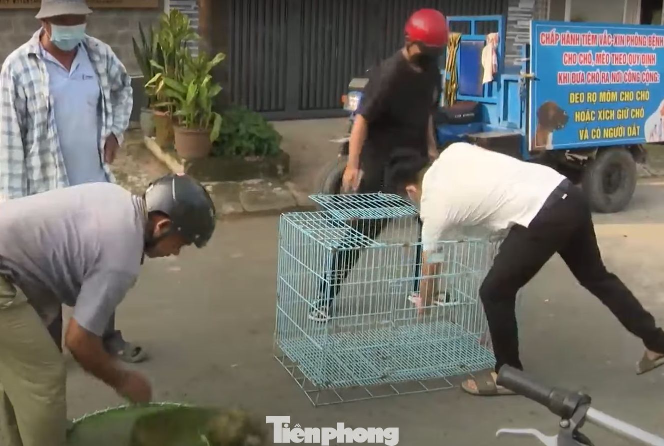 Lực lượng chức năng phường Vĩnh Phú (TP Thuận An, Bình Dương) bắt chó thả rông