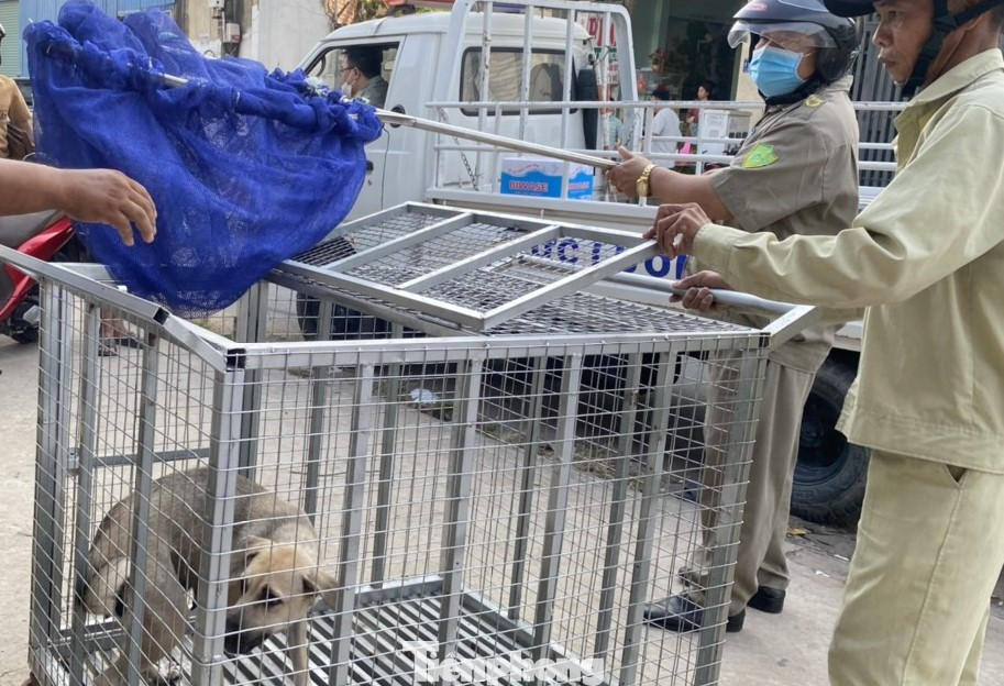 Lực lượng chức năng phường An Phú (TP Thuận An, Bình Dương) bắt chó thả rông