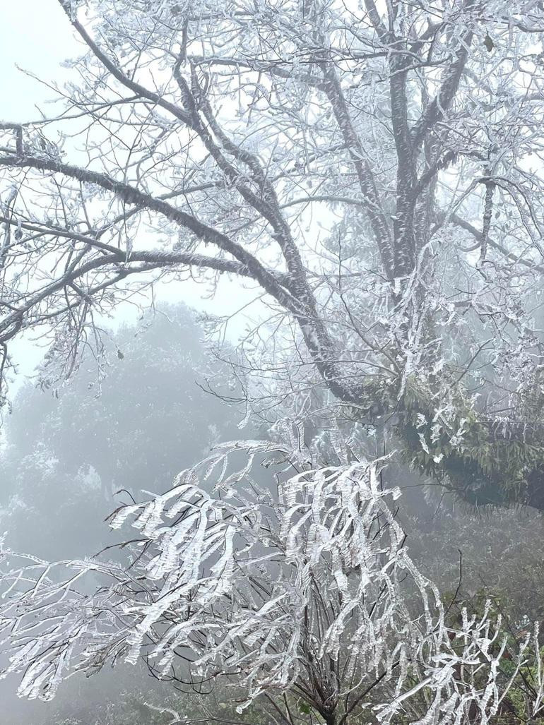 Băng tuyết phủ trắng cây rừng ven đường đi bộ lên "Nóc nhà Việt Nam" (Ảnh: Trung tâm thông tin xúc tiến du lịch tỉnh Lào Cai).