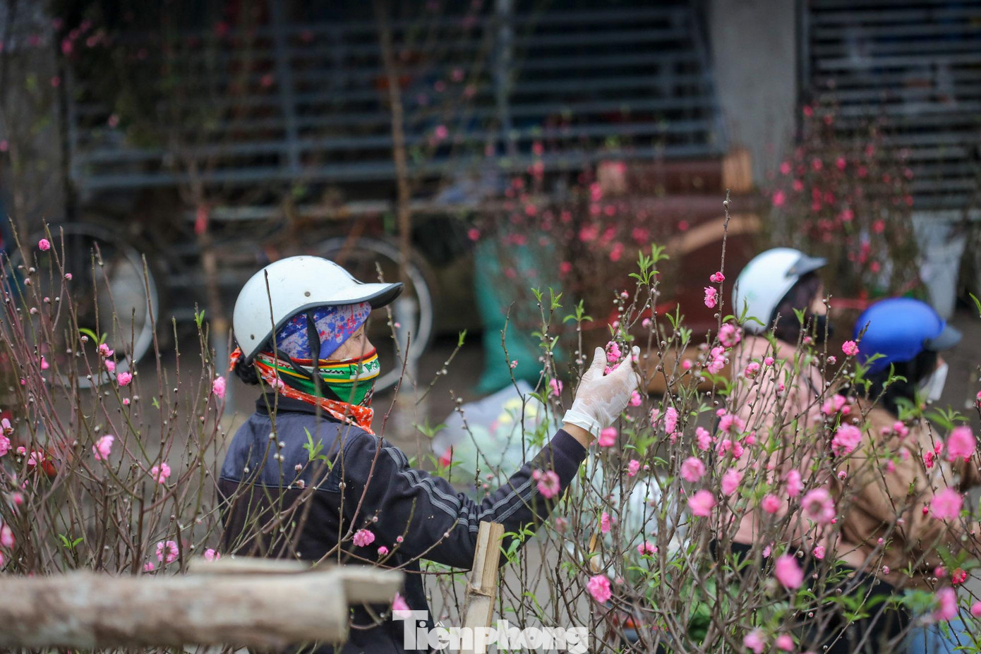 Nhiều cành đào nở rực rỡ, mua về có thể đặt luôn lên ban thờ.