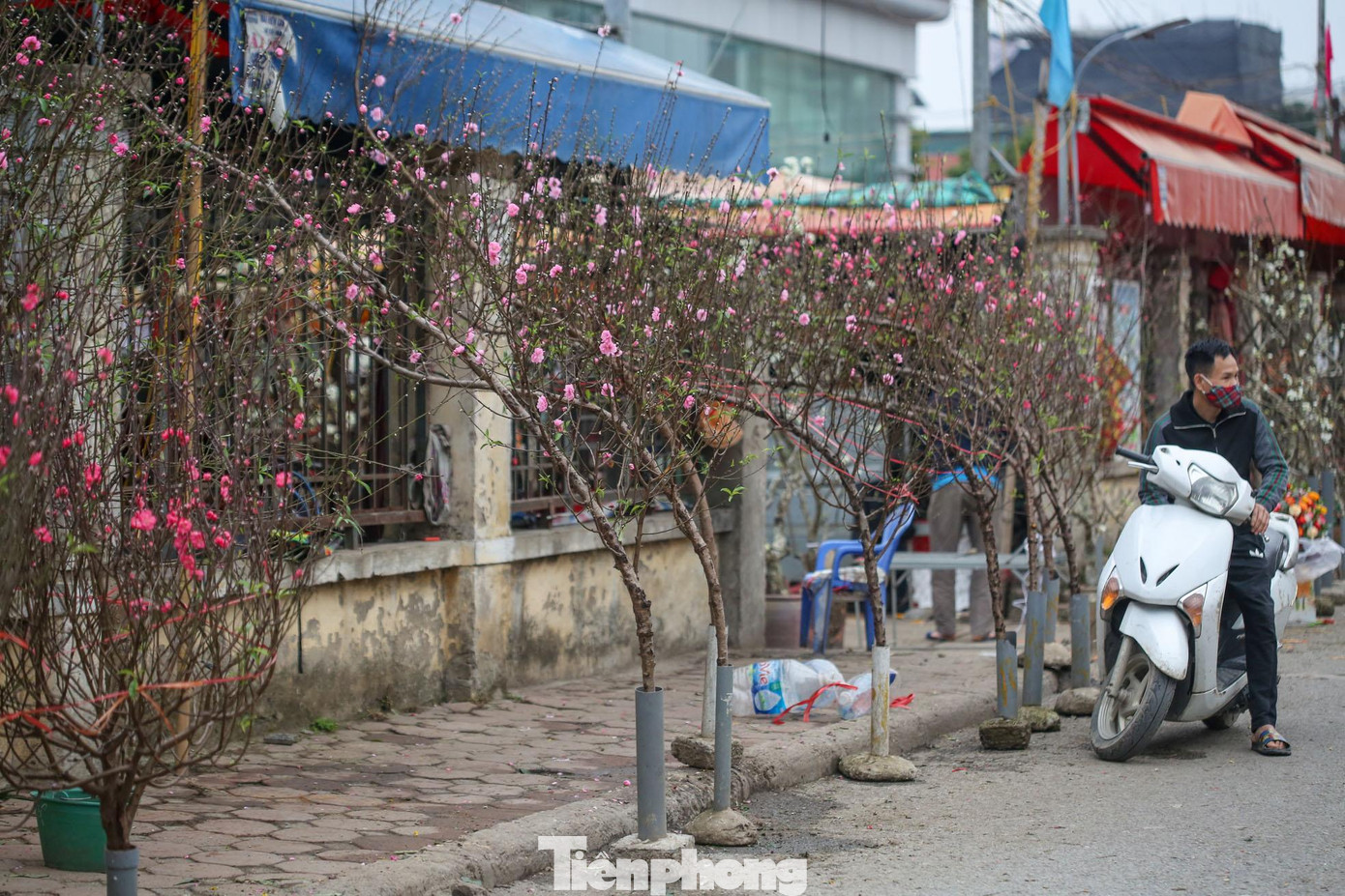Hoa đào thắm dịp rằm tháng Giêng làm ấm đi khí trời lạnh buốt, có cảm giác hương vị Tết còn đọng lại trên từng cánh hoa đào, lan tỏa vào mỗi nếp nhà, tạo nên dư vị đặc biệt cho người dân Thủ đô.