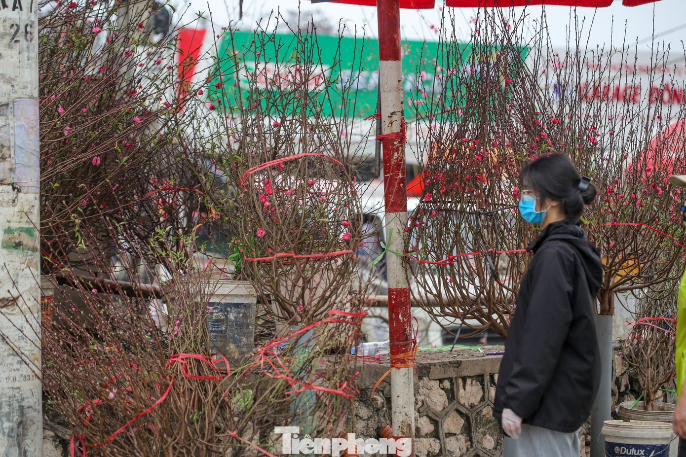 Từ cành đào nhỏ vài chục nghìn đến những cành, gốc to giá vài trăm nghìn đều không thiếu ở chợ Quảng Bá.