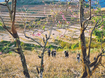 Lãng mạn giữa sắc đào