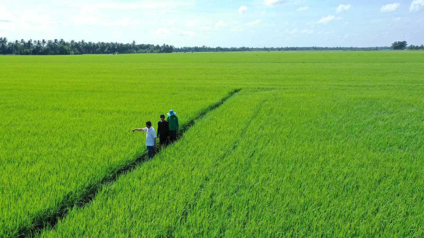 A An đang tích cực mở rộng các vùng nguyên liệu, liên kết với nông dân để sản xuất lúa gạo chất lượng cao theo định hướng giảm phát thải. A An đang tích cực mở rộng các vùng nguyên liệu, liên kết với nông dân để sản xuất lúa gạo chất lượng cao theo định hướng giảm phát thải.