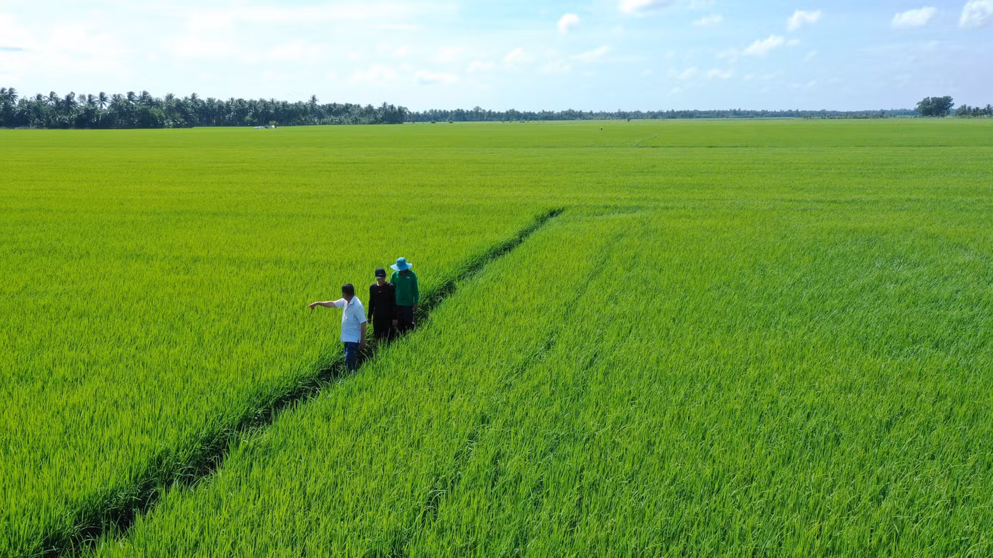 A An đang tích cực mở rộng các vùng nguyên liệu, liên kết với nông dân để sản xuất lúa gạo chất lượng cao theo định hướng giảm phát thải.