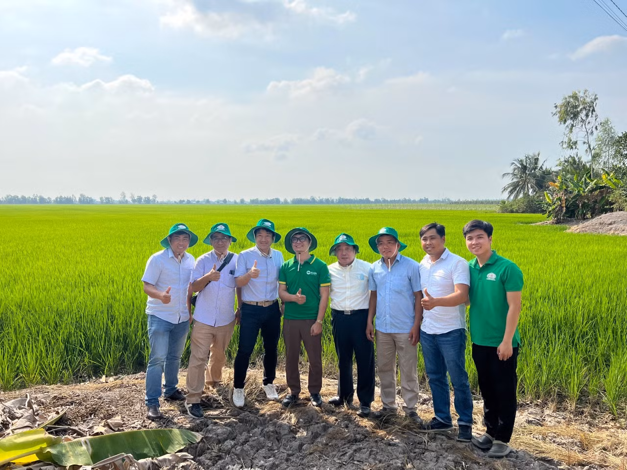 Đối tác Nhật Bản tham quan cánh đồng liên kết sản xuất gạo Japonica của A An.