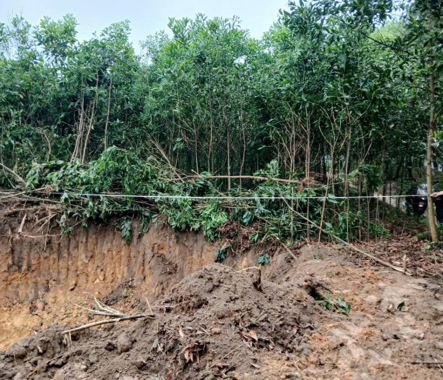 Hiện trường cây trồng và diện tích đất trồng cây lâu năm của gia đình ông Nghiệp bị người lạ phá hoại, chở đi đêm 26/5. Hiện trường cây trồng và diện tích đất trồng cây lâu năm của gia đình ông Nghiệp bị người lạ phá hoại, chở đi đêm 26/5.