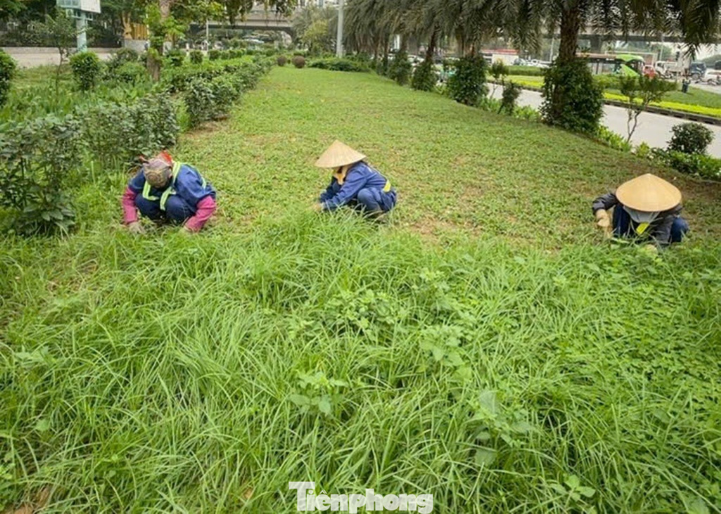 Cùng với đó, thảm cỏ trên ở dải phân cách nhiều tuyến phố cũng được cắt tỉa cho bớt rậm rạp. Cùng với đó, thảm cỏ trên ở dải phân cách nhiều tuyến phố cũng được cắt tỉa cho bớt rậm rạp.