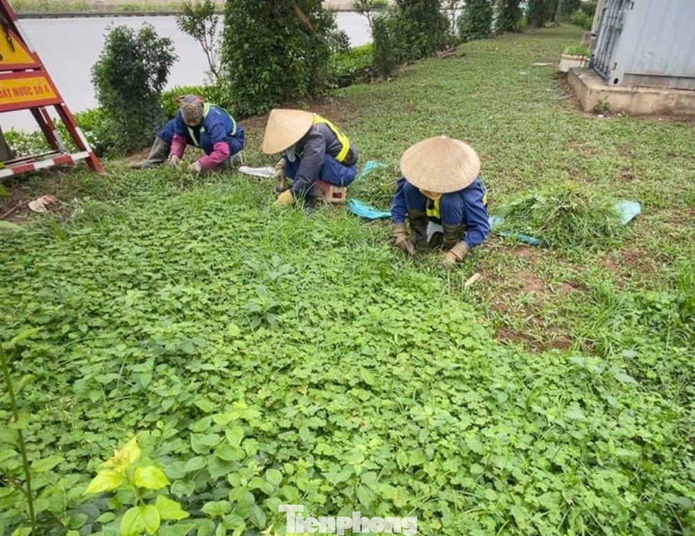 Trên dải phân cách giữa phố Trần Duy Hưng trước đây là trồng cỏ, nhưng lâu ngày không được chăm sóc, cắt tỉa hiện nay là cây dại mọc um tùm, công nhân phải nhổ đi và để cỏ lại. Trên dải phân cách giữa phố Trần Duy Hưng trước đây là trồng cỏ, nhưng lâu ngày không được chăm sóc, cắt tỉa hiện nay là cây dại mọc um tùm, công nhân phải nhổ đi và để cỏ lại.