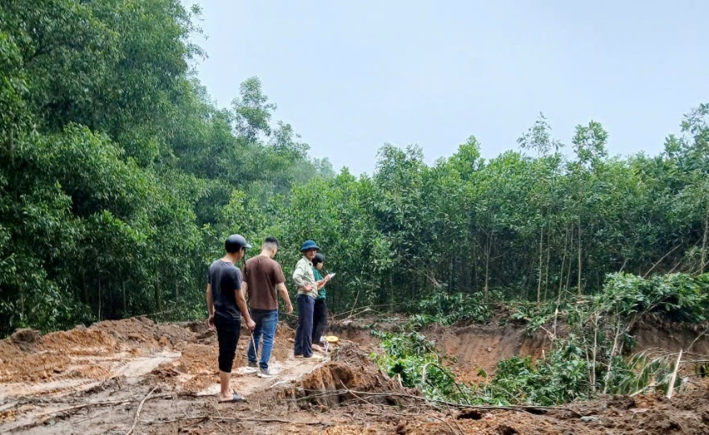 Cây trồng bị phá là cây keo đã 3 năm tuổi, có chiều cao hơn 3m, thân gốc to bằng cán dao. Cây trồng bị phá là cây keo đã 3 năm tuổi, có chiều cao hơn 3m, thân gốc to bằng cán dao.