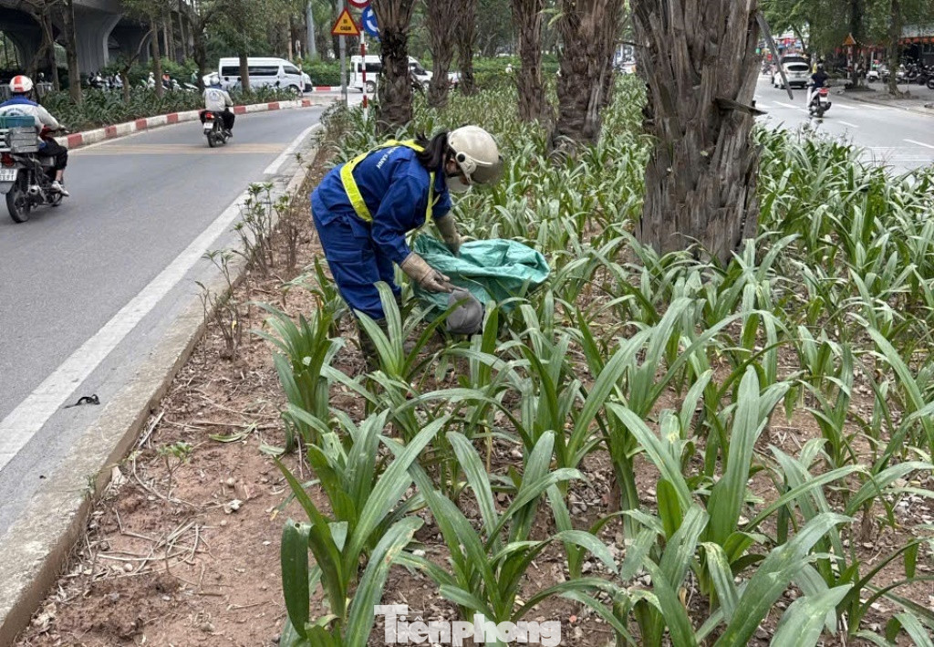 Công nhân đô thị nhặt rác và chăm sóc cây trên đường Võ Chí Công, Tây Hồ. Công nhân đô thị nhặt rác và chăm sóc cây trên đường Võ Chí Công, Tây Hồ.
