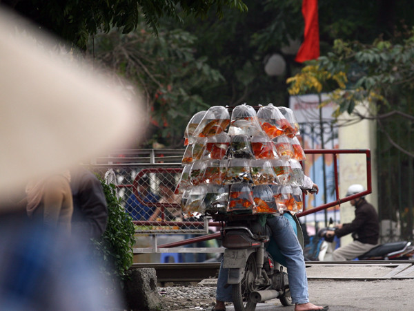 Cá vàng cũng hút khách