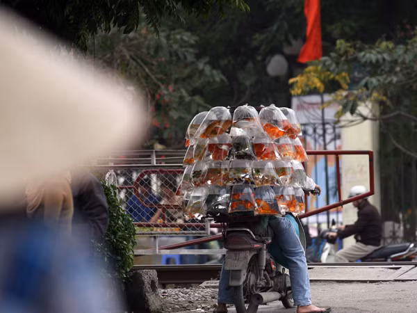 Cá vàng cũng hút khách