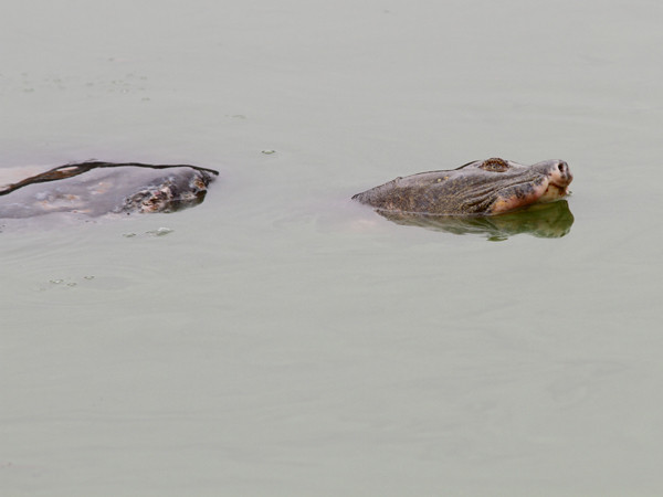 Thương tích đầy mình