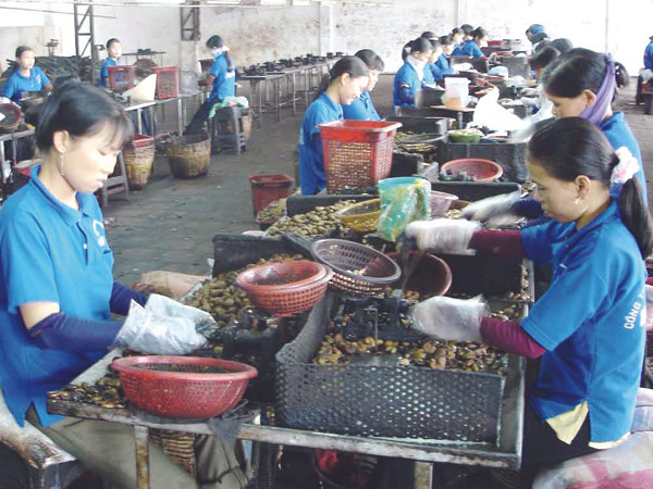 Làm quần quật cả năm nhưng Tết này không ít công nhân tại một số KCN ở TPHCM không thể về quê ăn Tết vì lương, thưởng quá bèo. Ảnh: P.V