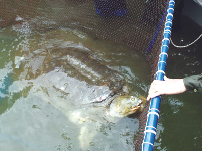 Theo Tập đoàn KAT, Hồ Gươm còn một cá thể rùa nữa chưa bị bắt Ảnh: Gia Bảo