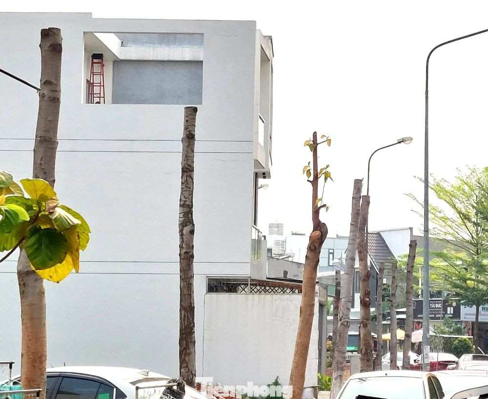 Cũng theo anh Tuấn, một số ô tô của người dân đỗ bên đường, buổi sáng chưa kịp di chuyển nhưng việc đốn hạ cây xanh vẫn diễn ra.