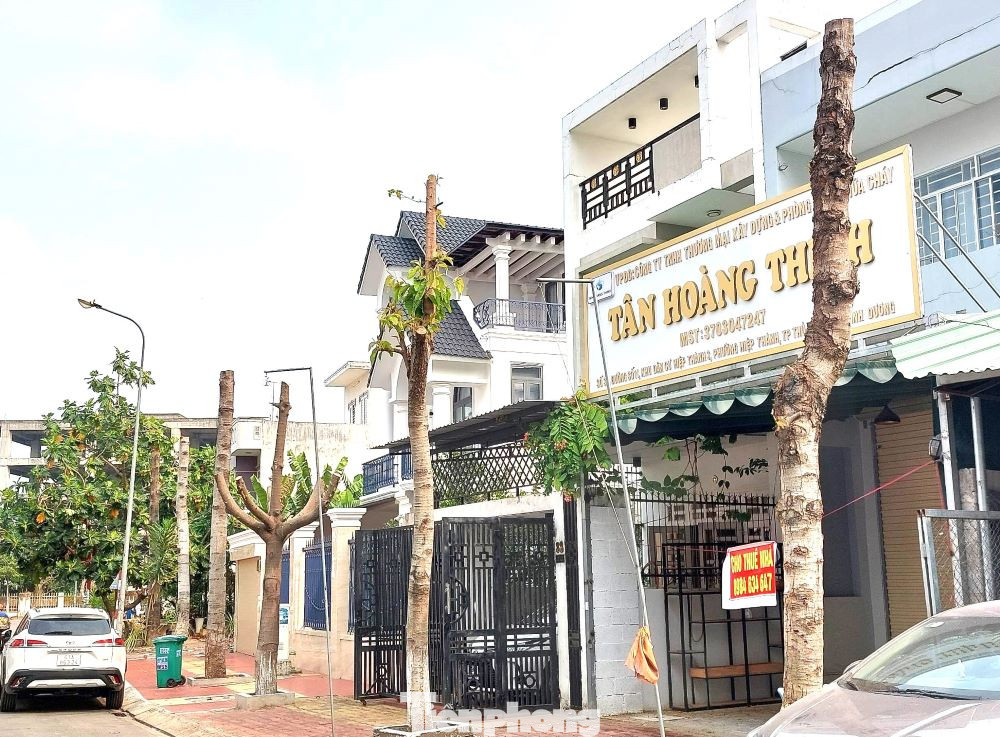 Nhiều cây xanh bị cắt ngọn và trơ trụi lá