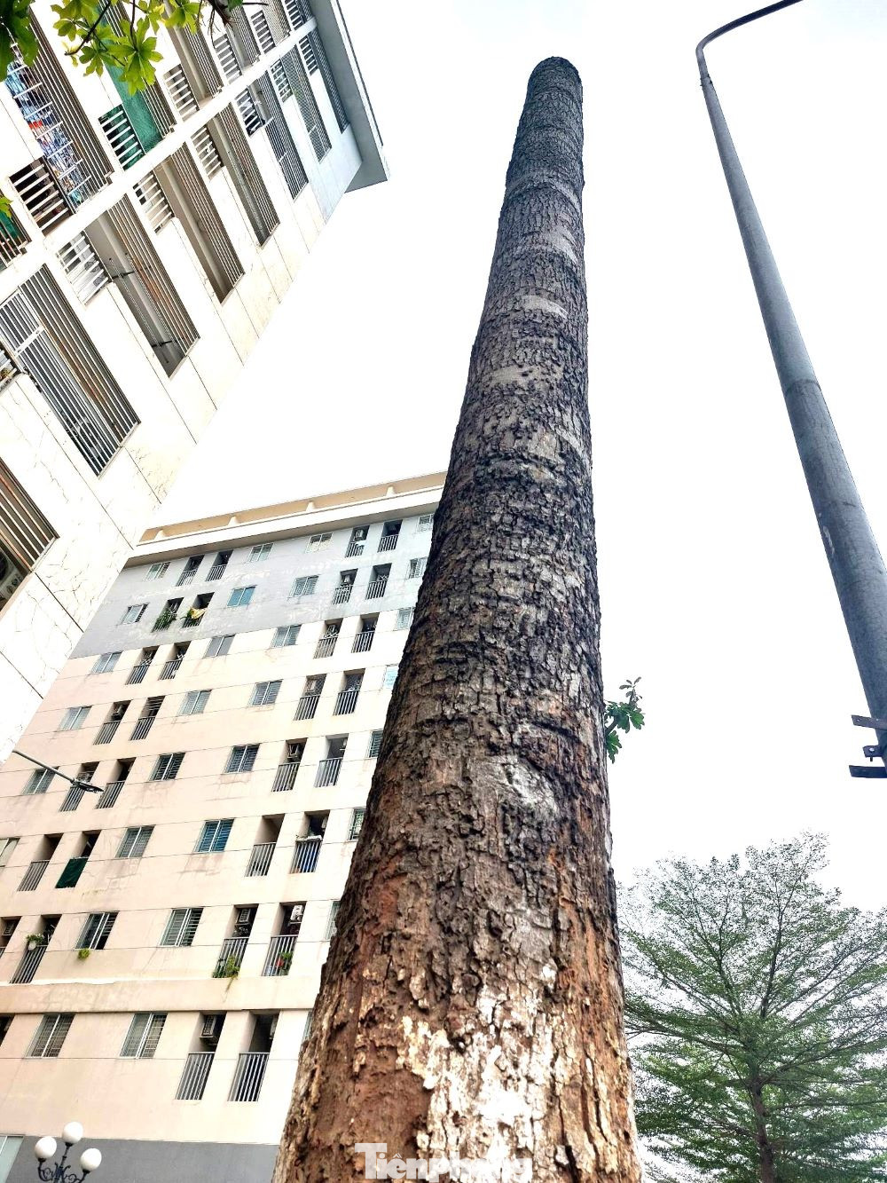 “Tôi không hiểu vì sao những cây xanh bên đường lại bị chặt bỏ. Theo tôi, họ chỉ cần tỉa bớt các nhánh cây là được. Hiện tại, trời nắng nóng, nhiệt độ có ngày lên đến 39 độ, việc cây xanh bị chặt bỏ làm mất bóng râm, con người thiếu ô xy”, ông Nguyễn Văn Đạt (ngụ đường số 8, phường Hiệp Thành, TP Thủ Dầu Một) nói.