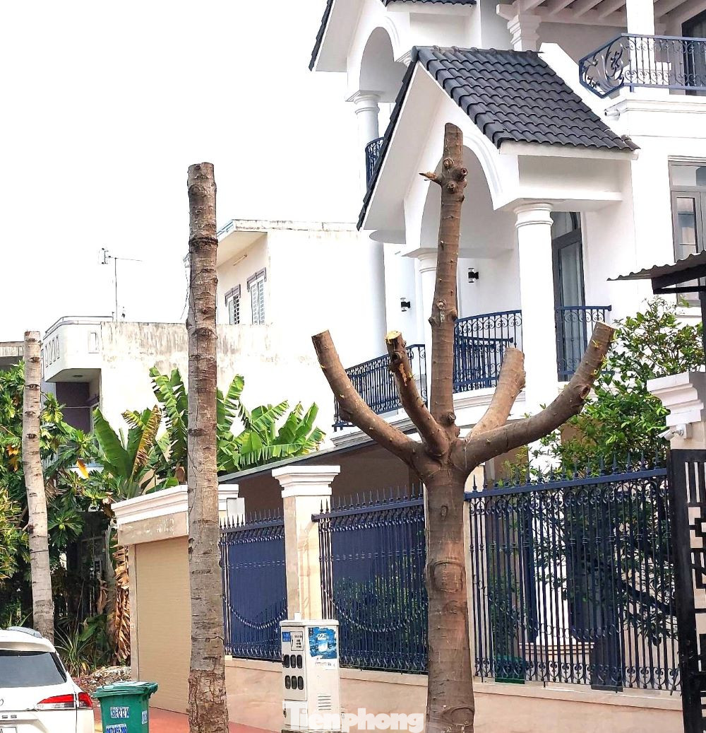 Anh Trần Tuấn (ngụ đường số 11, phường Hiệp Thành, TP Thủ Dầu Một) bức xúc nói: “Việc chặt bỏ cây xanh không thực hiện vào khung giờ thích hợp mà chọn buổi sáng, thời điểm người dân đi lại nhiều, các cơ sở kinh doanh cà phê, ăn sáng bị ảnh hưởng. Một số người dân bức xúc đã ngăn cản không cho chặt cây nhưng bất thành”.