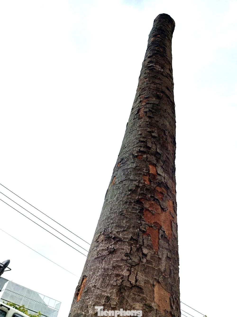 Một cây cổ thụ chỉ còn lại phần thân